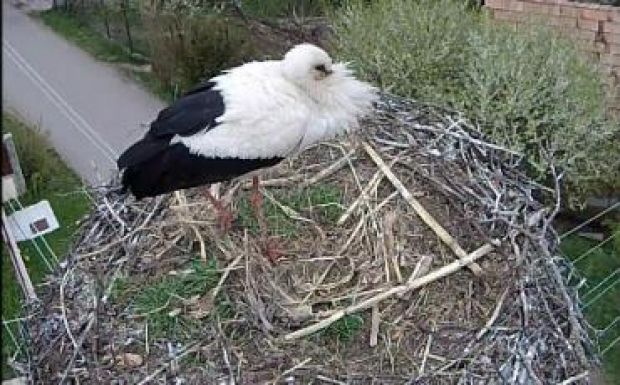 Csatajeleneteket közvetített a Magyarfenesen felszerelt gólyakamera