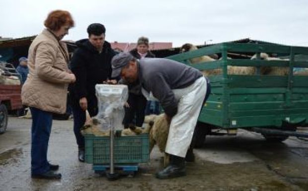 Báránymustrán voltunk Szatmáron – panaszkodnak az állattartók