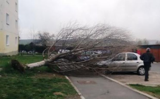 Csíkszeredában is fákat döntött ki a viharos erejű szél