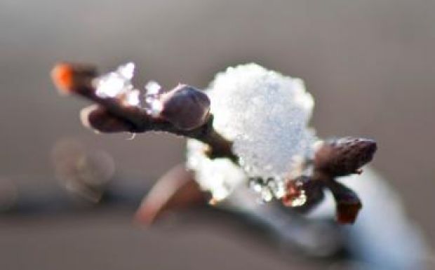 Áprilisi tél: a kései virágzás lehet a gazdák szerencséje