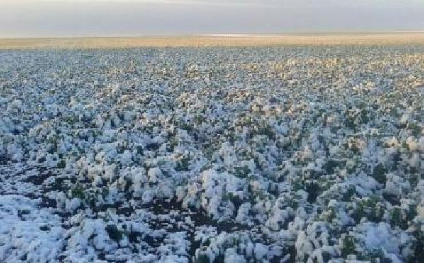 Kovászna megyében a repce és a gyümölcsfák sínylik meg leginkább a havazást