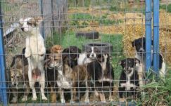 Nyílt napot tartottak a marosvásárhelyi kutyamenhelyen