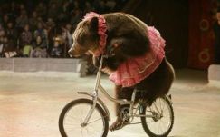 Magyar Lóránd: véget kell vetni a cirkuszi állatkínzásnak