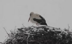 Visszavágynak Afrikába a Hargita megyébe megérkezett gólyák