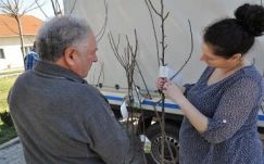 Több ezer őshonos gyümölcsfát ültettek Háromszéken 