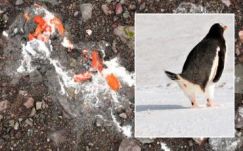 Ürülékrétegekből derítették fel egy kis pingvinkolónia évezredes történetét