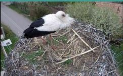 Magyarfenesi valóságshow: gólyafészket nézhetünk élőben