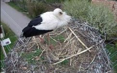 Csatajeleneteket közvetített a Magyarfenesen felszerelt gólyakamera