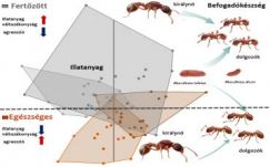 Neves szaklapban jelent meg BBTE-s biológusok kutatása