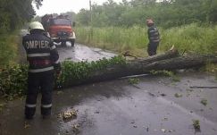 Fákat döntött ki a viharos erejű szél Erdélyben