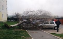 Csíkszeredában is fákat döntött ki a viharos erejű szél