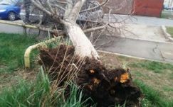 Mintegy 480 háztartás maradt áram nélkül és fák dőltek az utakra Maros megyében