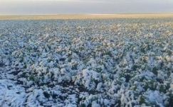 Kovászna megyében a repce és a gyümölcsfák sínylik meg leginkább a havazást