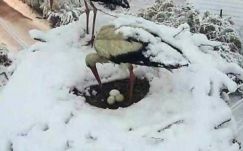 Szakembert kérdeztünk: mi lesz a vándormadarakkal az áprilisi télben?