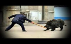 Vaddisznó jelent meg egy dévai vendéglő közelében