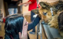 Akár börtön is járhat azért, ha a gazdák levágják a kutya farkát