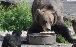 Megtámadta a házudvaron játszadozó gyermeket egy medve Ratosnyán