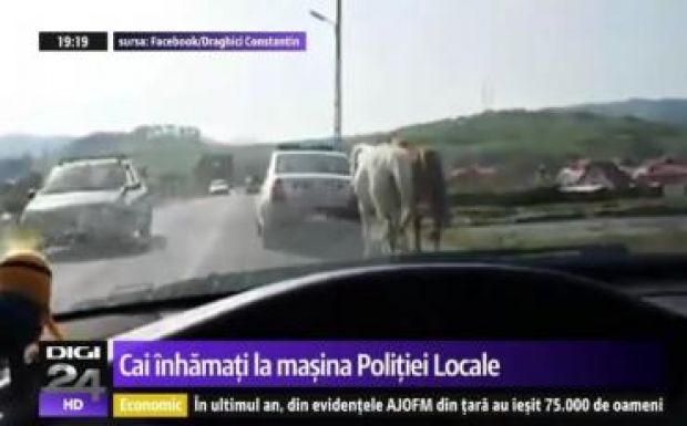 Rendőrautóhoz kötve ügettek a lovak Brassó megye egyik országútján