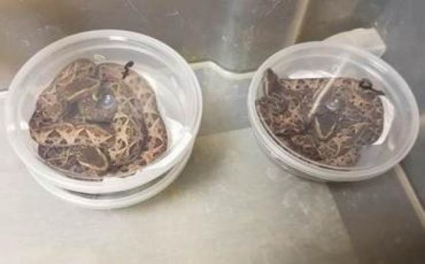 26 kígyóval a táskájában akart Brazíliából Oroszországba repülni egy férfi