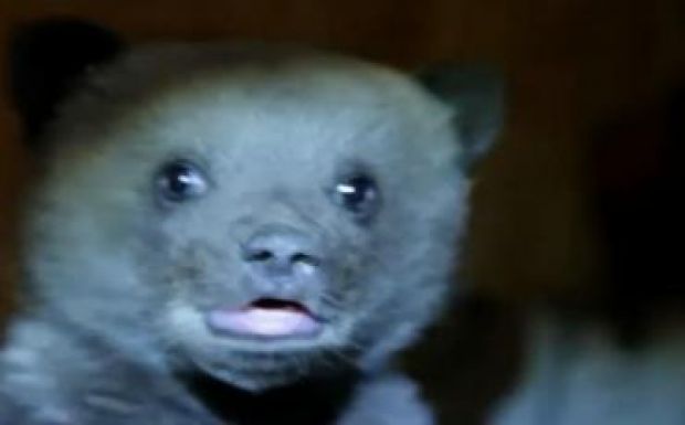 Az internet sztárja lett a Hargita megyében gondozott medvebocs