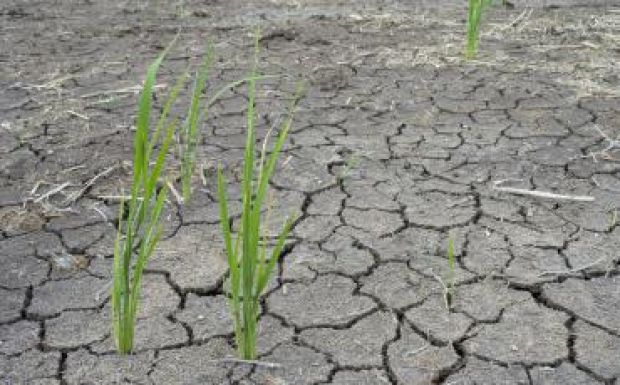 Mezőgazdasági miniszter: a fagynál nagyobb gondot jelentett a szárazság