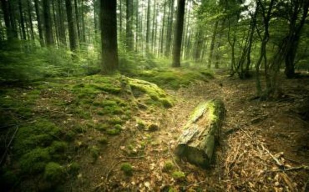 A Romsilva leveszi a kezét a magánerdők őrzéséről 