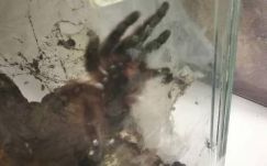 Több tucat madárpók szabadult el egy budapesti irodaházban