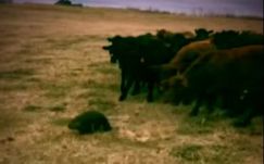 Ezt is megértük: hód vezetett tehéncsordát