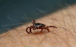 Szokatlanul magas a kullancscsípések száma Hargita megyében