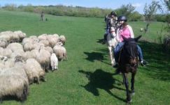 Lóhátról a világ – Erdélyben is terjed a szabadidős lovaglás