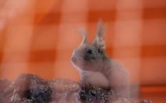 Kampányt indítottak a beszterceiek a parkban fogvatartott mókus visszavásárlására