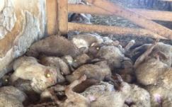 Sakál pusztíthatott el egy juhnyájat Háromszéken