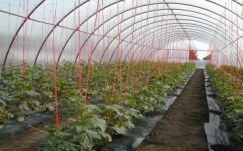 Gondot okoz a hideg a Maros megyei zöldségtermesztőknek