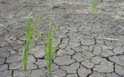 Mezőgazdasági miniszter: a fagynál nagyobb gondot jelentett a szárazság