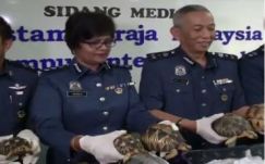 Több mint 300 teknőst csempésztek bőröndökben