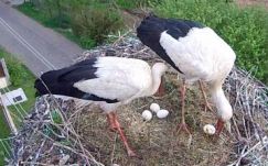 Adj nevet az élőben nézhető magyarfenesi gólyacsalád tagjainak