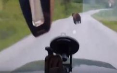 Fényes nappal medvék ólálkodtak a Hargita megyei Miklósfalva határában