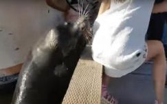 Berántotta a vízbe a kislányt egy oroszlánfóka