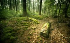 A Romsilva leveszi a kezét a magánerdők őrzéséről 