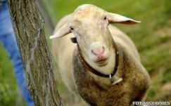 A Miorițával népszerűsítené a miniszter a romániai turizmust