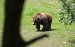 A minisztériumtól kérnek segítséget a medvetámadások miatt a székely gazdák