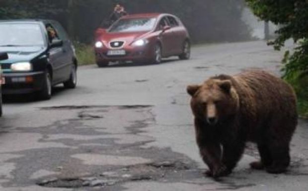 Több medvét láttak Tusnádfürdő utcáin, a polgármester megoldást sürget