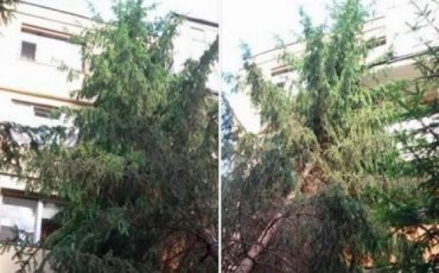 Fákat döntött ki a vihar Székelyudvarhelyen