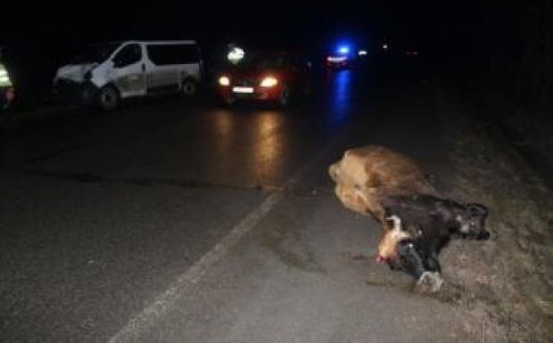 Szarvasmarhának ütközött egy farkaslaki sofőr, tönkrement az autója