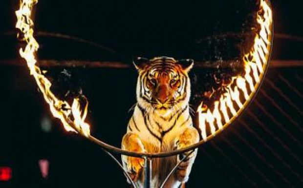 Elfogadta a képviselőház az állatok cirkuszi szerepeltetését tiltó törvényt