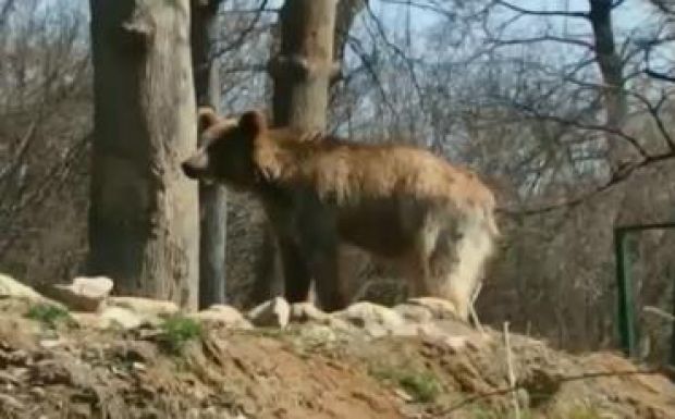 Befogtak egy sérült medvét a Maros megyei hatóságok