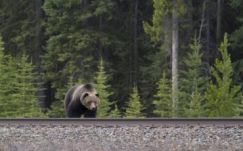 Vonat ütött el egy medvét Sepsibodokon