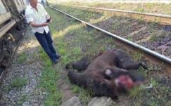 „Aggasztó, hogy a medvék már a vasútállomásokon járkálnak”