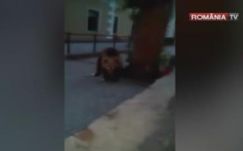 Beugrott egyet Tusnádfürdőre vacsorázni egy medve