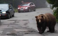 Több medvét láttak Tusnádfürdő utcáin, a polgármester megoldást sürget
